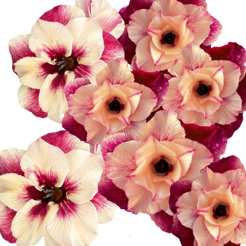 Enxerto Rosa Do Deserto Dobrada Lançamento Flor Grande Ts585