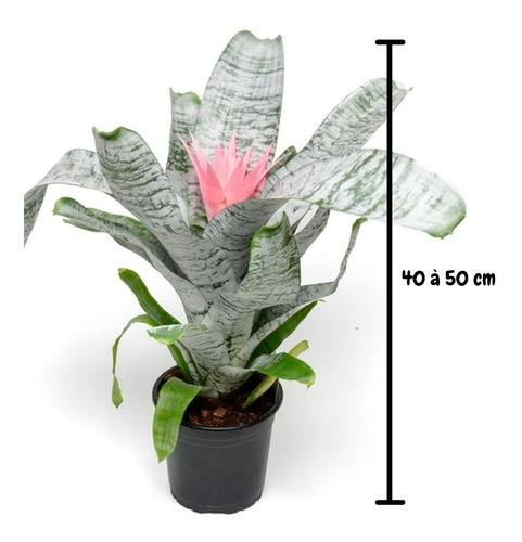 Bromelia Aechmea Fasciata Rosa, Com Ou Sem Flor, 40 À 60cm | Frete grátis