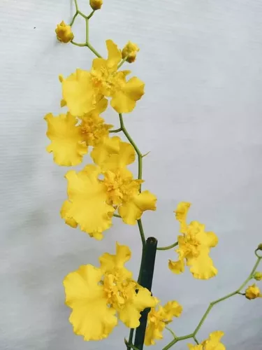 Orquidea Oncidium Aloha Trilabelo * Adulta *