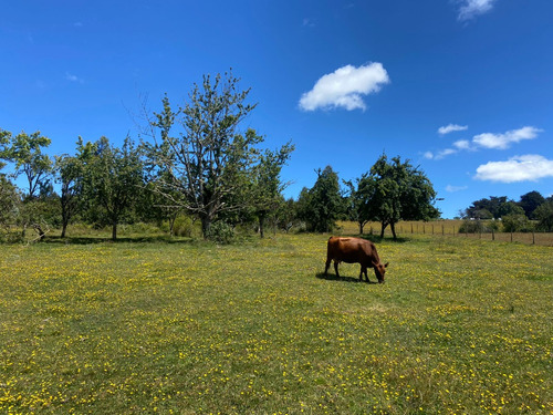 Campo En Los Muermos, Sector El Roble