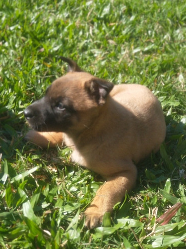 Imagem 3 de 5 de Pastor Belga Malinois