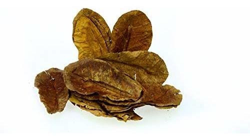 Dr. Moss Catappa Leaves - Indian Almond Leaves Medium Catapp