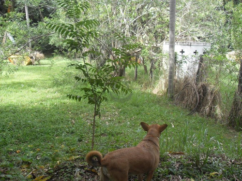 Chácara À Venda Em Jardim Martinelli (sousas) - Ch000566