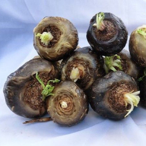 Kit 2 Potes Maca Peruana Negra Max Force 100% Pura 240 Caps