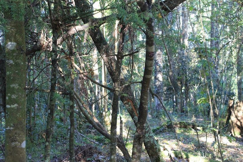 Imagen 10 de 30 de Agrícola En Venta En Puerto Varas