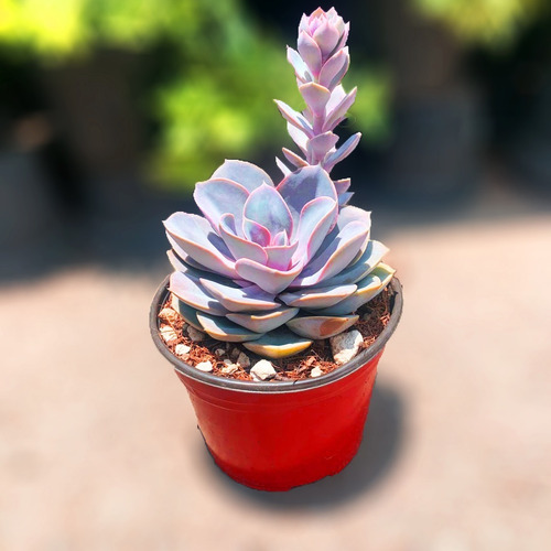 Imagen 1 de 4 de Hermosa Echeveria Grande En Maceta De 6 Pulgadas