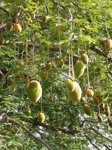 Imagem 7 de 9 de Baoba Adansonia Digitata - Sementes Para Mudas Ou Bonsai