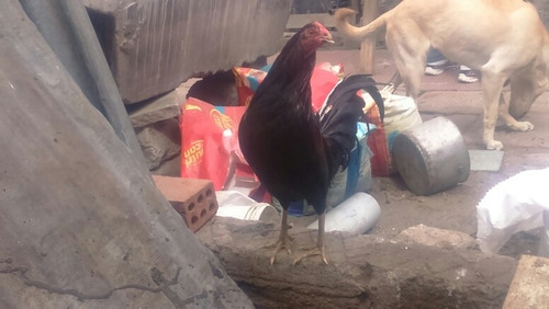 Vendo Gallos