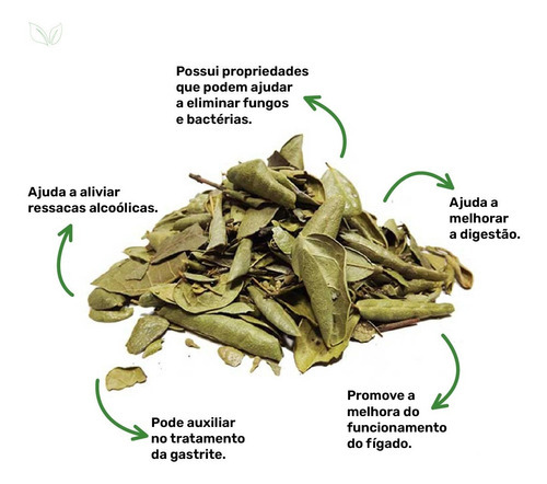 Chá De Boldo Do Chile Sem Agrotoxicos Alta Qualidade 100