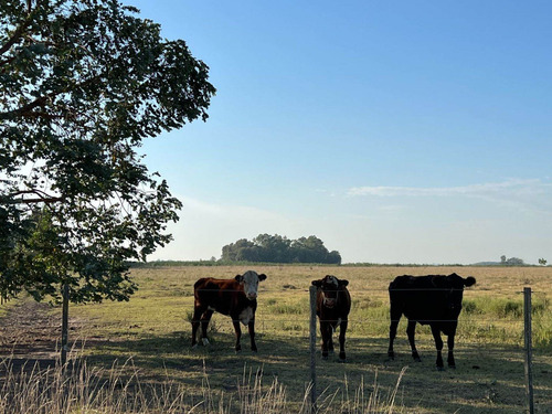 Imagen 14 de 20 de Venta Chacra 15 Hectareas Cañuelas Buenos Aires