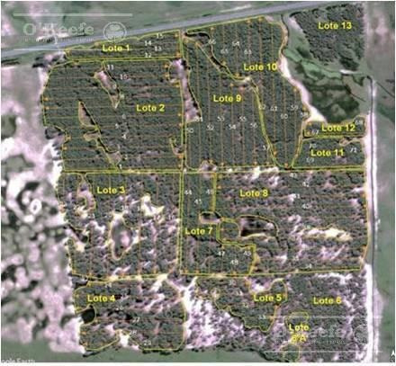 Imagen 2 de 17 de Retasado : Oportunidad Campo En Venta 100 Has En Ibicuy Forestadas