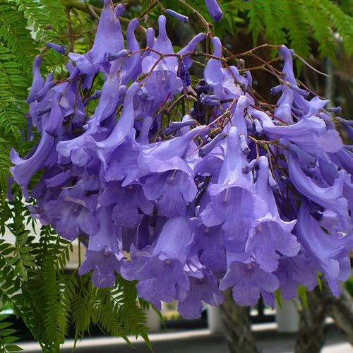 Semillas De Jacarandá X 30 Unid. 