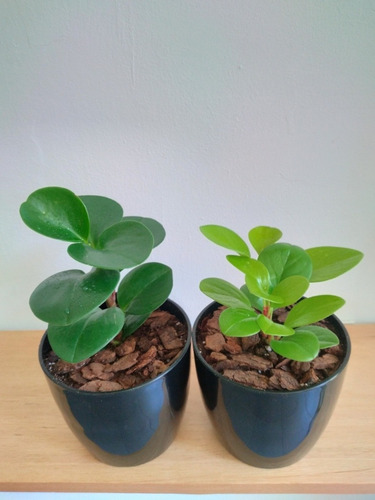 Planta Peperomia Obtusifolia Variegada/lemon/watermelon