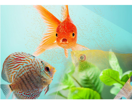 Dispensador Automático De Comederos De Pescado