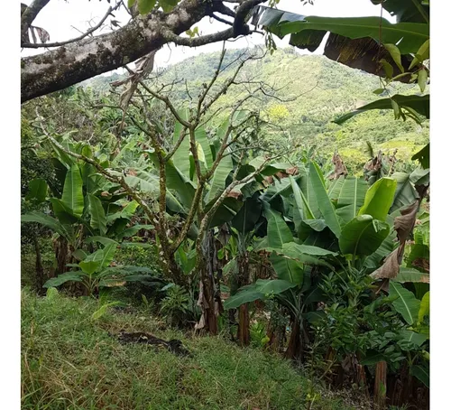 Vendo Finca Por El Trebol 7,5 Has (11,5 Cuadras) Chinchina