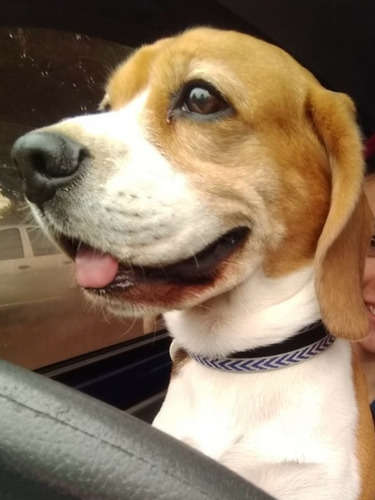 Servicio De Beagle Tricolor Busca Novia