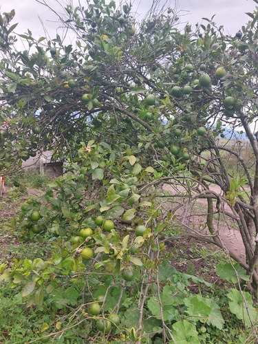 Imagen 3 de 13 de Terrenos Con Crédito Directo