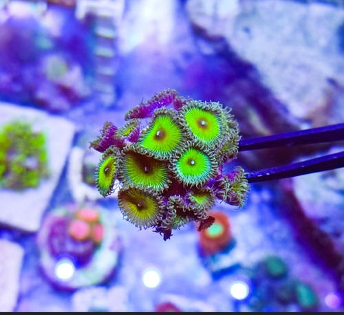 Zoas Pack