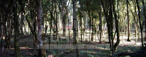 Imagem 10 de 10 de Terreno - Caracol - Ref: 132886 - V-132886
