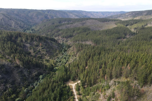 La Reserva Tunquén: Vendo Parcelas C/rol Planas Con Bosques.