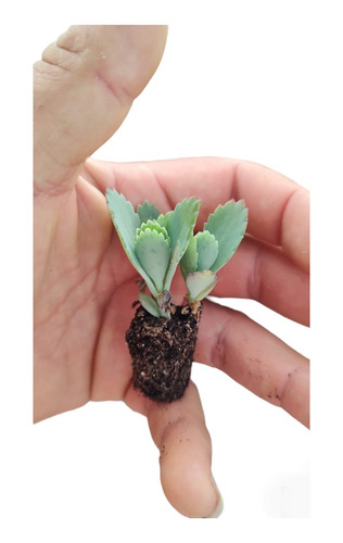 10 Mini Cactus Y Suculentas Souvenir, Bodas Cumple Isiflor