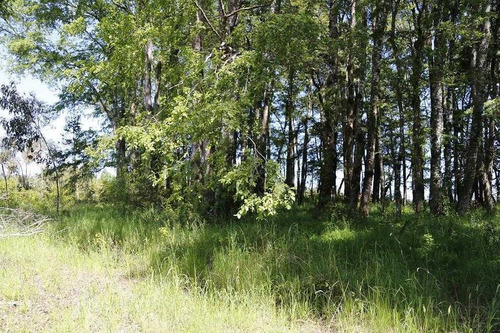 Imagen 7 de 10 de Excelente Campo Forestal.