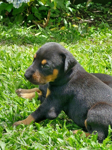 Imagen 4 de 5 de Cachorros Doberman
