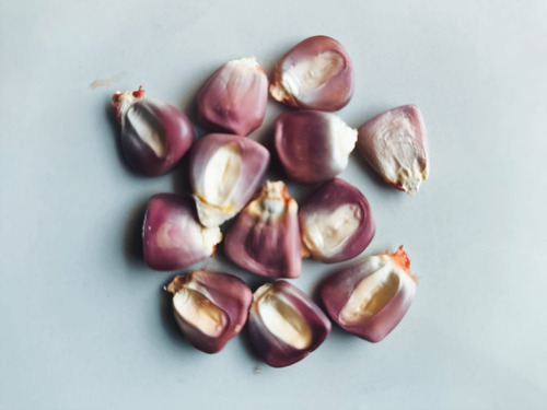 Semilla Maiz Rosa Nativo Criollo Para Siembra 100 Semillas