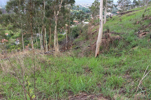 Imagem 2 de 14 de Sítio 10.000 M² Em Pedra De Guaratiba