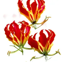 Comprar Bulbos De Gloriosa Rothschildiana X 2 Bulbos