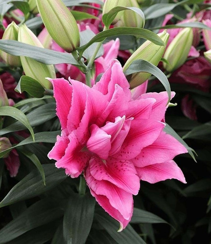 Imagen 1 de 2 de Bulbos Lilium Exoticos Flor Triple Esra X 3 Bulbos