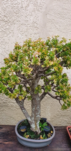 Jade Crassula Ovata Com 25 Anos Bonsai
