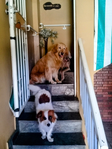 Traslado De Mascotas Zona Sur