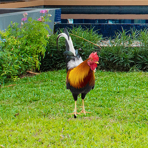 Elegante Escultura De Metal De Gallo Para 25x10,8x0,1 Cm