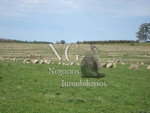 93 Ha. De Excelente Campo Con Casa Y Maquinaria En Ruta 20