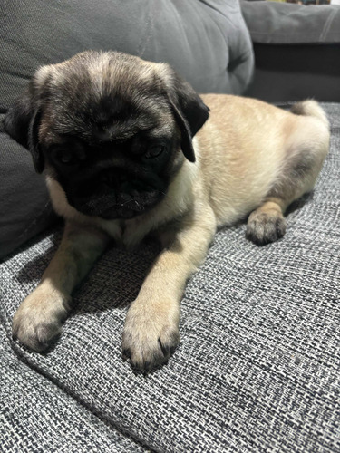 Vendo Raça Pug