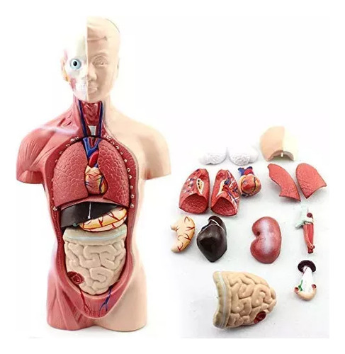 Modelo Anatómico Torso Unisex 28 Cm Didáctico Aprendizaje