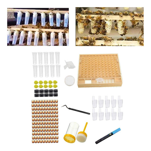 Bee Queen Jaulas Box Set Box Tamaño 13x14.8x2.8cm Catcher