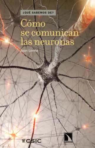 Como Se Comunican Las Neuronas