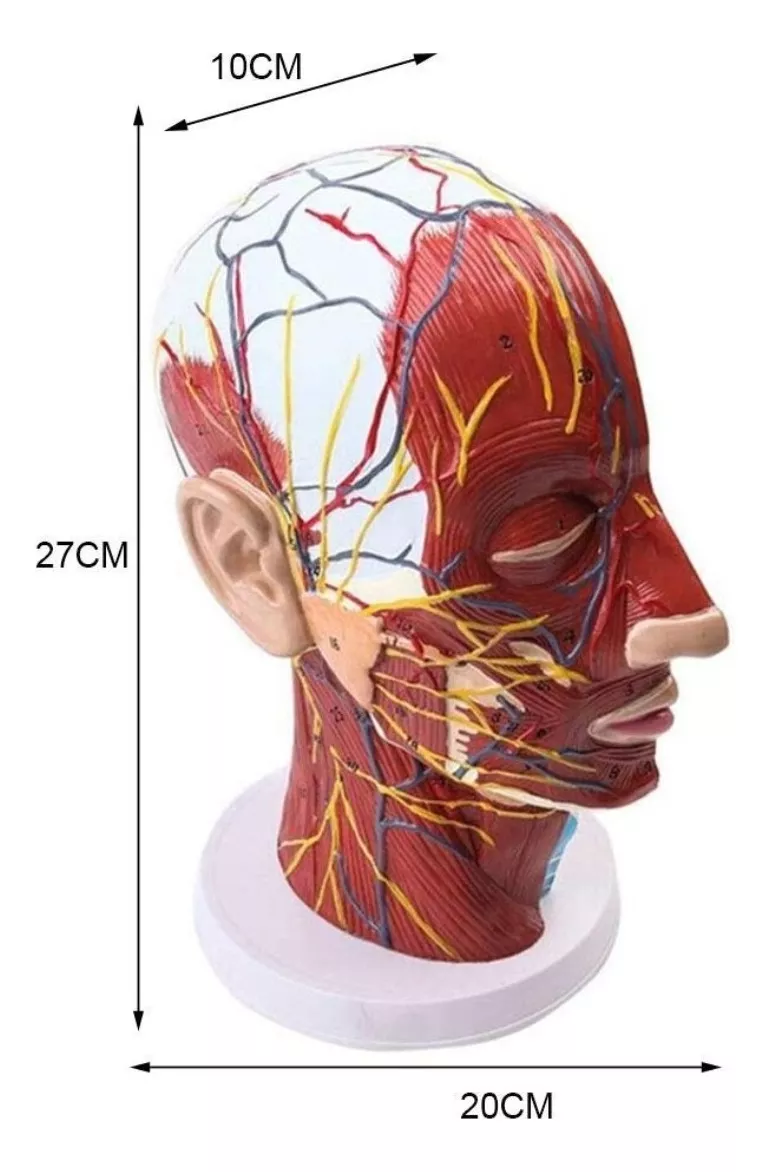 Terceira imagem para pesquisa de modelo anatomico gordura e musculo