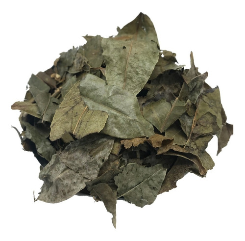 Guaçatonga 1kg (erva De Lagarto)
