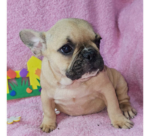 Bulldog Frances Hembra