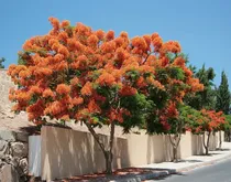 Comprar Framboyan ( Tabachin ) Color Naranja 