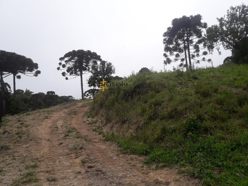 Imagem 2 de 9 de Chácara Para Venda Em Papanduva Da Serra São José Dos Pinhais-pr - 5847