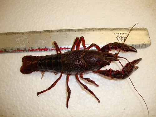 Langostino Red Claw Procambarus Pie De Cria, Negocio,consumo