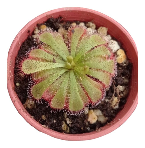 Drosera Aliciae. Planta Carnívora