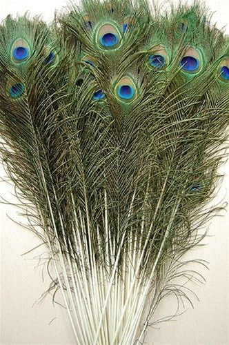 25 Plumas De Pavo Real De 45 -50 