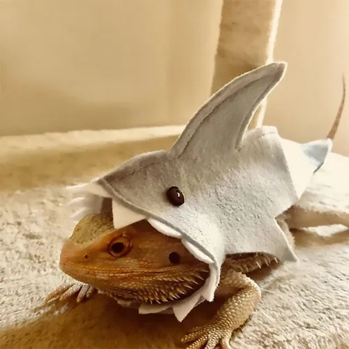 Ropa De, Traje De Tiburón Dragón Barbudo De Tela De