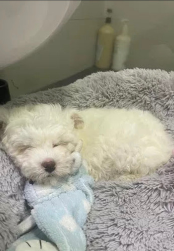Hermosos Cachorros Bichon Maltés 330$