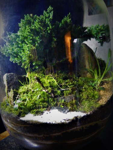 Terrario Super Mega Zen Xxxl 57cm X 30cm